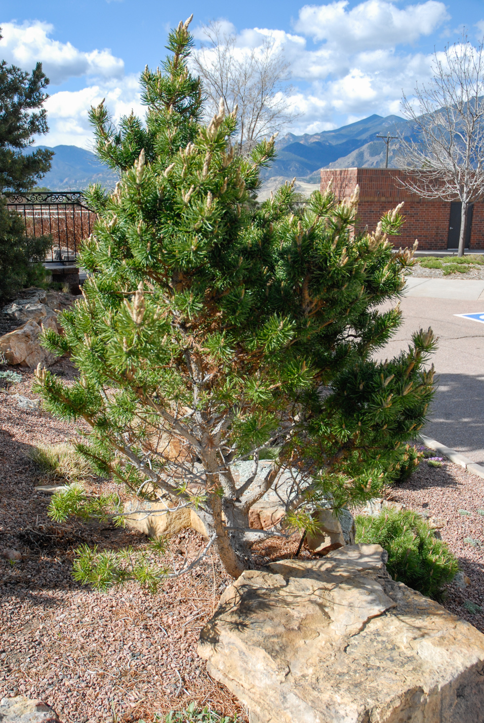 Broom Jack Pine